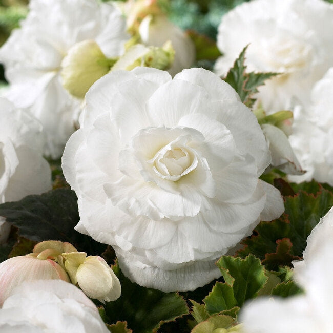 Bulbi de Begonia "Double", Alb, 2 Bucăți