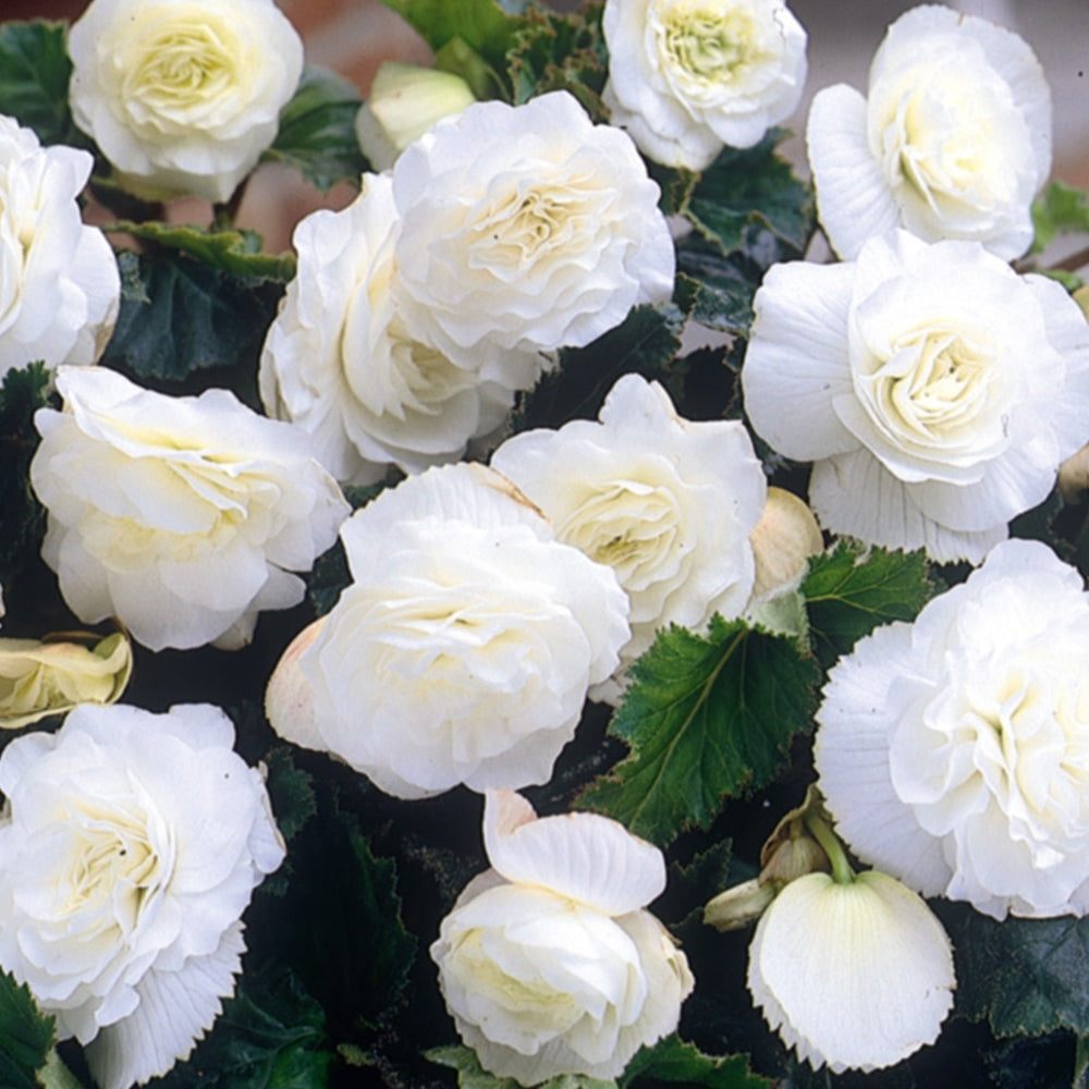 Bulbi de Begonia "Double", Alb, 2 Bucăți