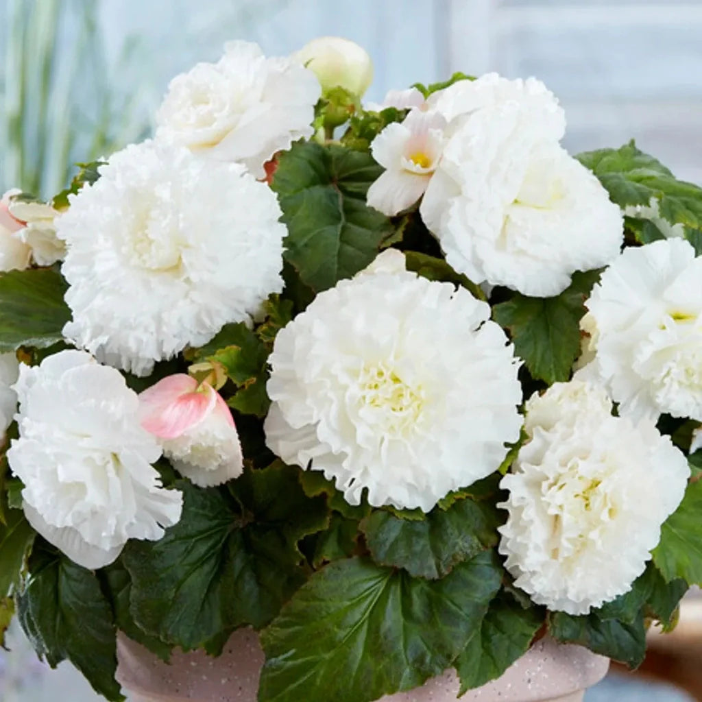 Bulbi de Begonia "Double", Alb, 2 Bucăți
