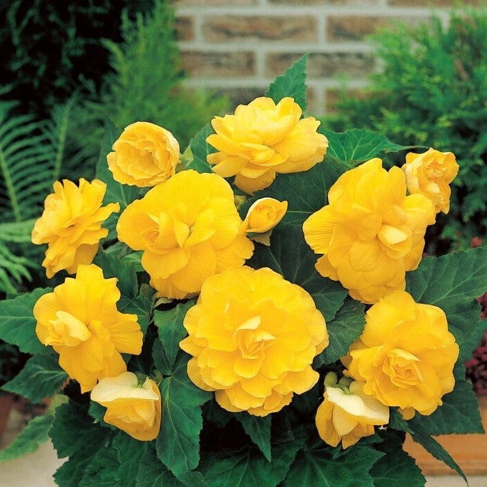 Bulbi de Begonia "Double", Galben, 2 Bucăți