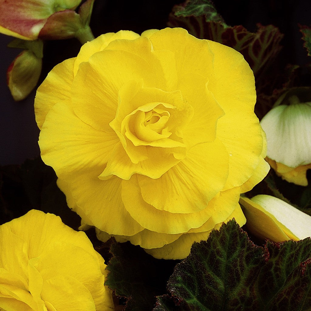 Bulbi de Begonia "Double", Galben, 2 Bucăți