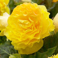 Bulbi de Begonia "Double", Galben, 2 Bucăți