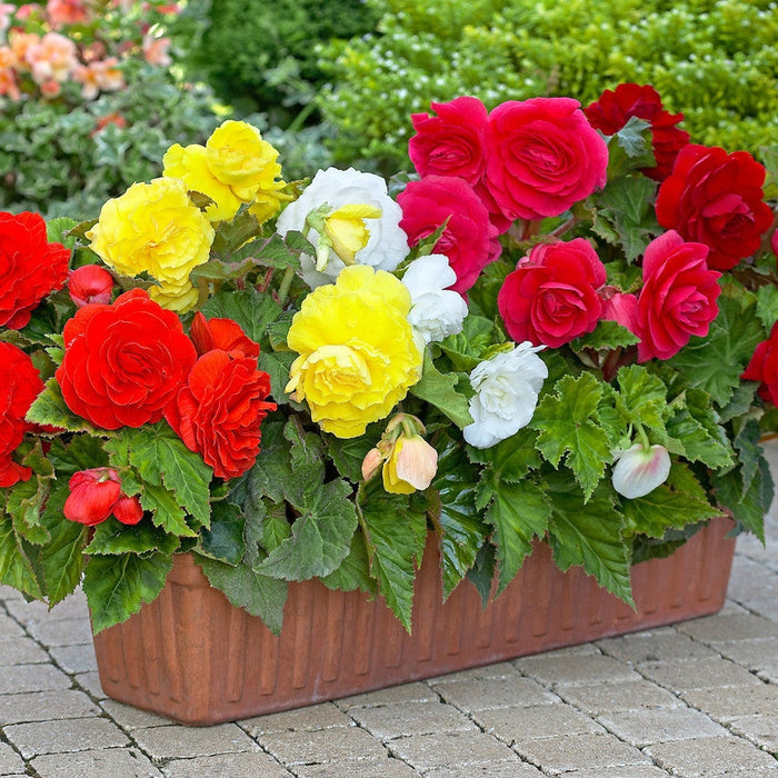 Bulbi de Begonia "Double Mix", 5 Bucati
