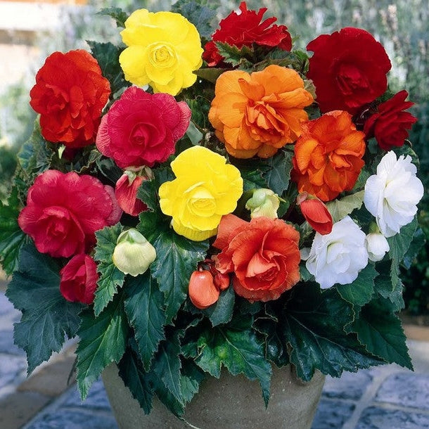 Bulbi de Begonia "Double Mix", 5 Bucăți