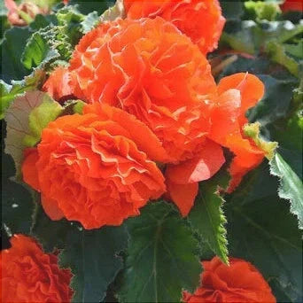 Bulbi de Begonia "Double", Portocaliu, 2 Bucăți