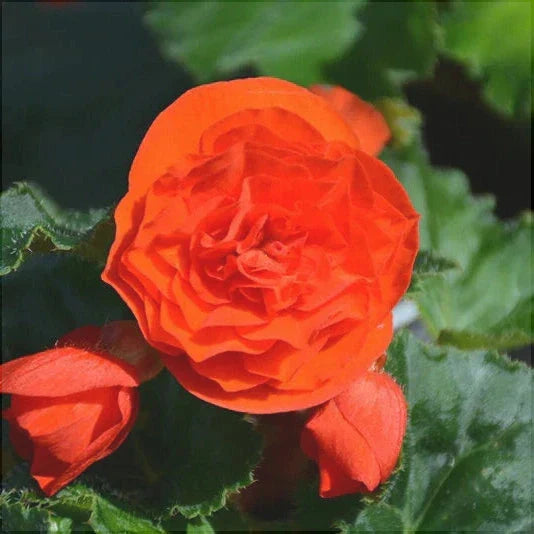 Bulbi de Begonia "Double", Portocaliu, 2 Bucăți