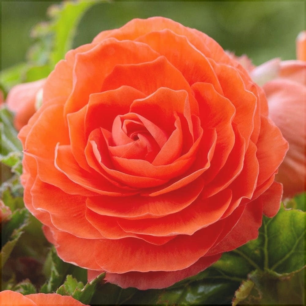Bulbi de Begonia "Double", Portocaliu, 2 Bucăți