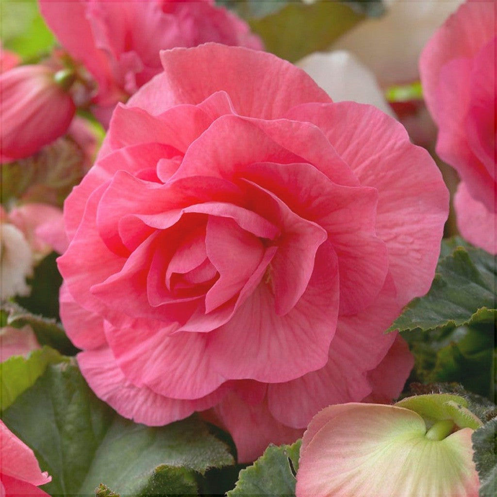 Bulbi de Begonia "Double", Roz, 2 Bucăți