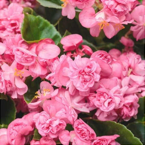Bulbi de Begonia "Double", Roz, 2 Bucăți