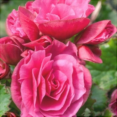 Bulbi de Begonia "Double", Roz, 2 Bucăți