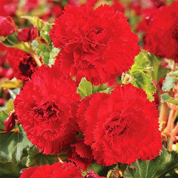 Bulbi de Begonia "Fimbriata Dark Red", 2 Bucăți