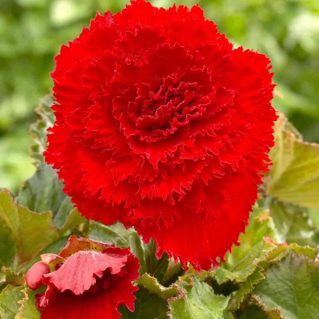 Bulbi de Begonia "Fimbriata Dark Red", 2 Bucăți