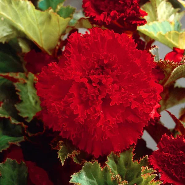 Bulbi de Begonia "Fimbriata Dark Red", 2 Bucăți