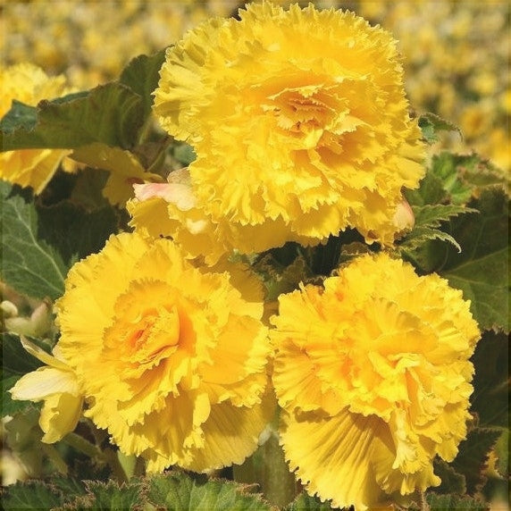 Bulbi de Begonia "Fimbriata", Galben, 2 Bucăți