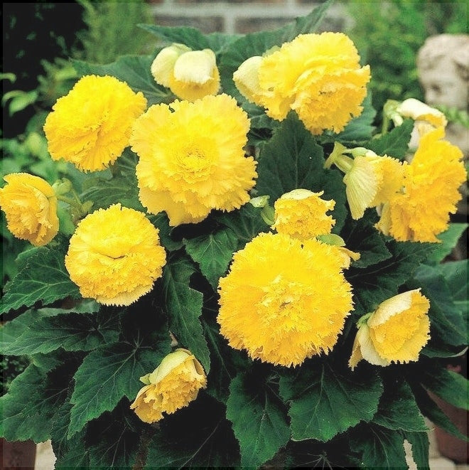 Bulbi de Begonia "Fimbriata", Galben, 2 Bucăți