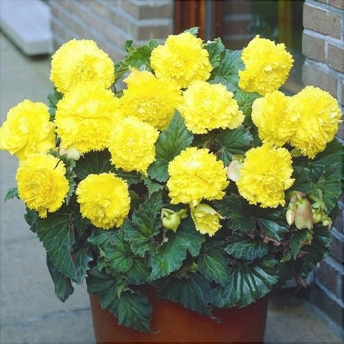 Bulbi de Begonia "Fimbriata", Galben, 2 Bucăți