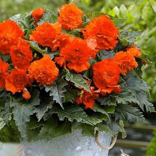 Bulbi de Begonia "Fimbriata", Portocaliu, 2 Bucăți