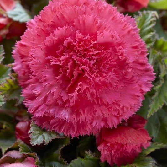 Bulbi de Begonia "Fimbriata", Roz, 2 Bucăți