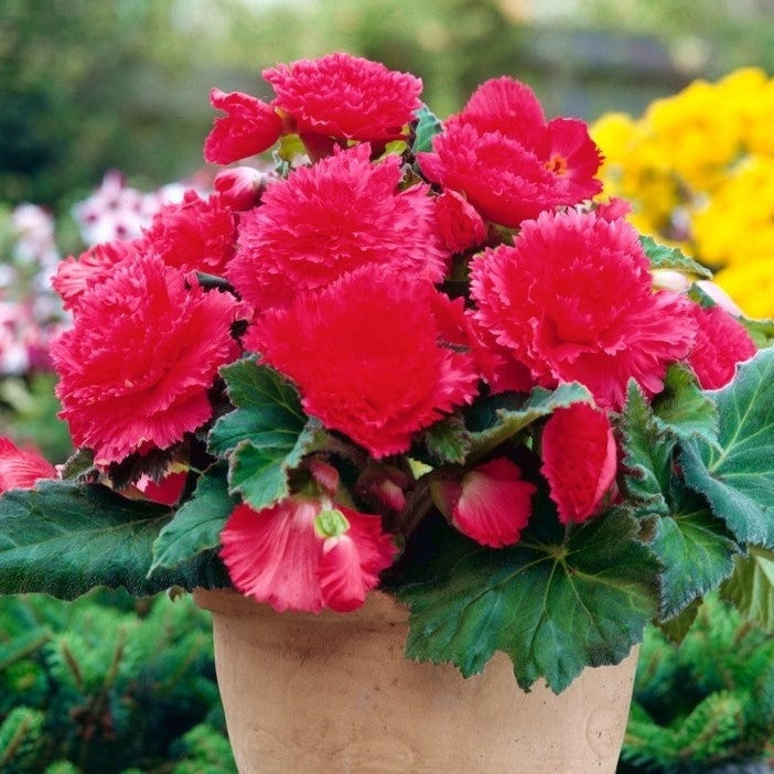 Bulbi de Begonia "Fimbriata", Roz, 2 Bucăți