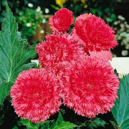 Bulbi de Begonia "Fimbriata", Roz, 2 Bucăți
