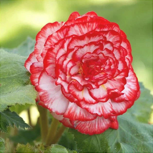 Bulbi de Begonia "Marmorata", 2 Bucăți