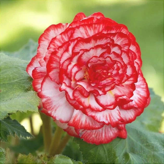 Bulbi de Begonia "Marmorata", 1 Bucata