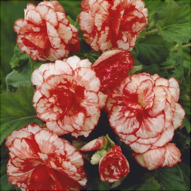 Bulbi de Begonia "Marmorata", 2 Bucăți