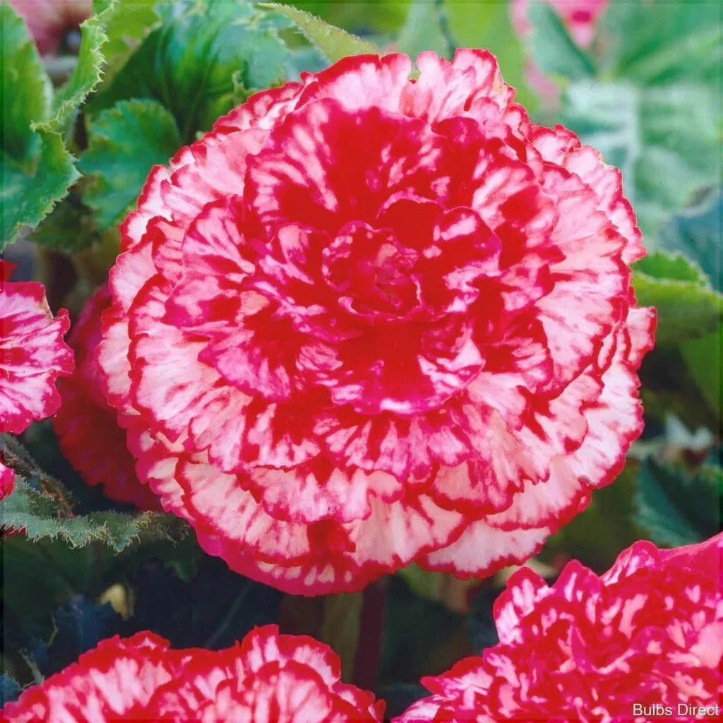 Bulbi de Begonia "Marmorata", 2 Bucăți