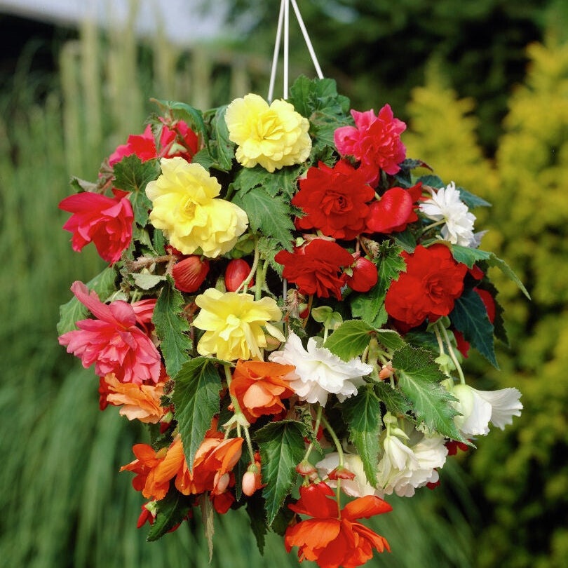 Bulbi de Begonia Mix, 5 Bucăți