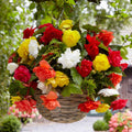 Bulbi de Begonia Mix, 5 Bucăți