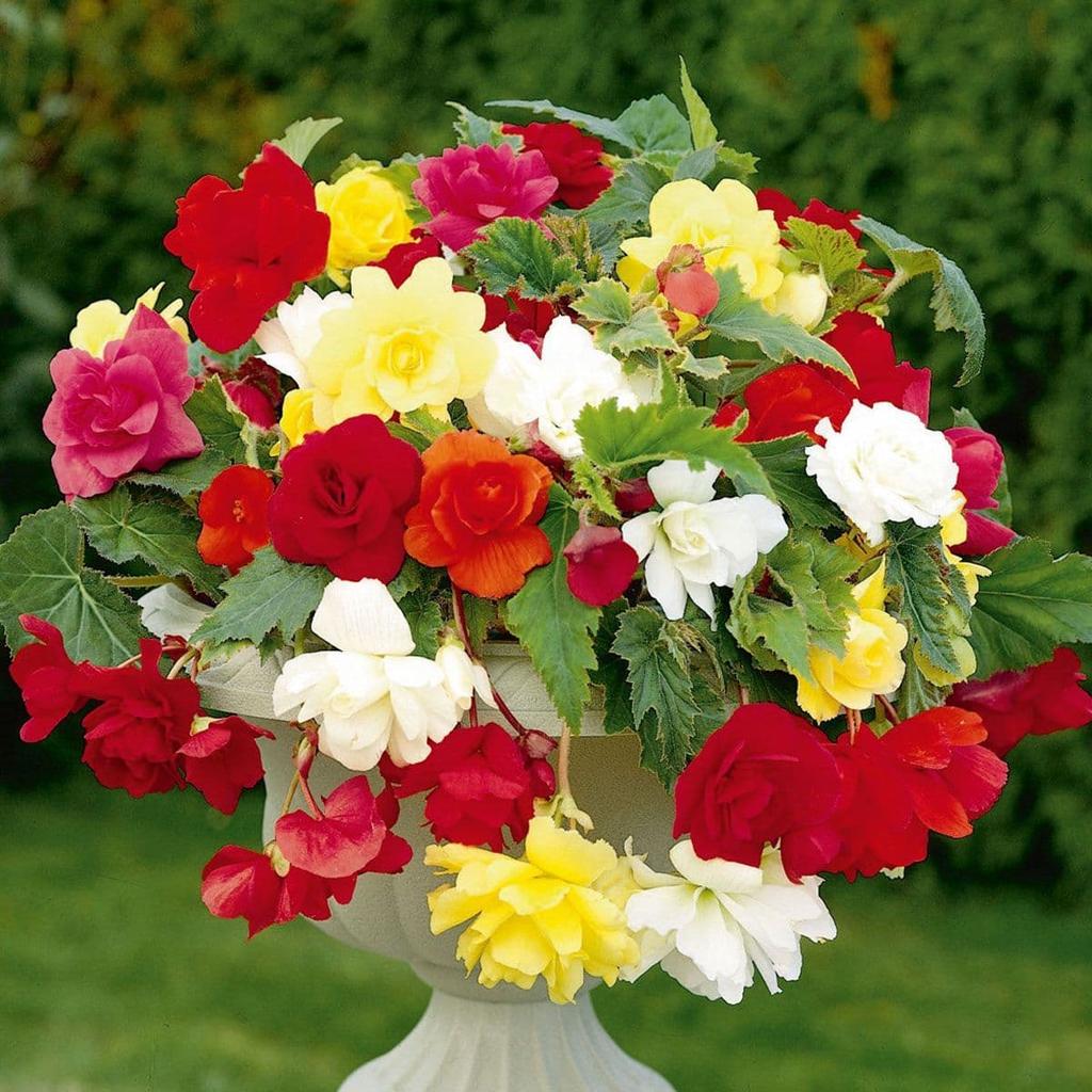 Bulbi de Begonia Mix, 5 Bucăți