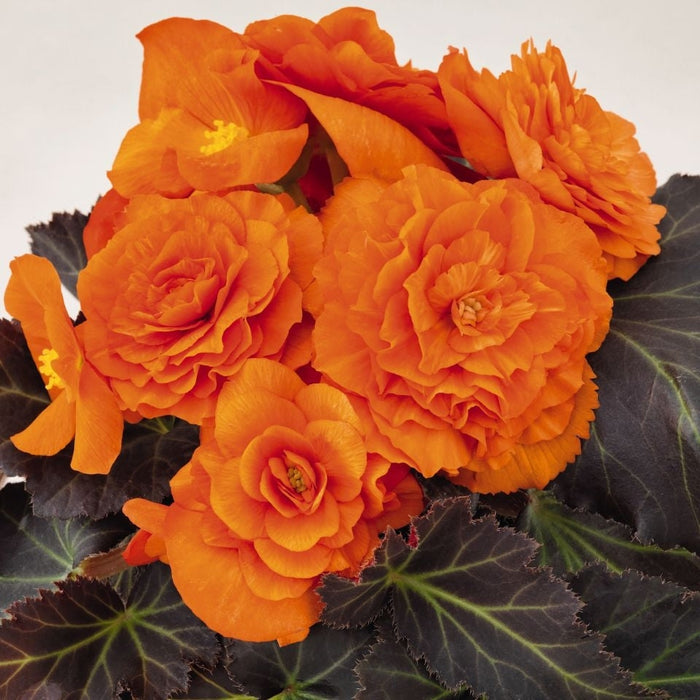 Bulbi de Begonia "NonStop", Portocaliu, 1 Bucata