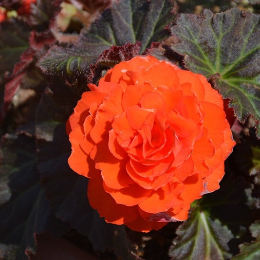 Bulbi de Begonia "NonStop", Portocaliu, 2 Bucăți