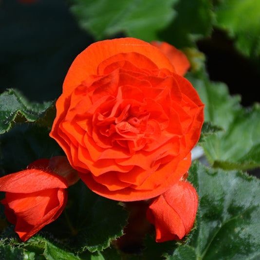 Bulbi de Begonia "NonStop", Portocaliu, 2 Bucăți