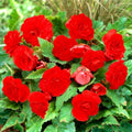 Bulbi de Begonia "NonStop", Rosu, 2 Bucăți
