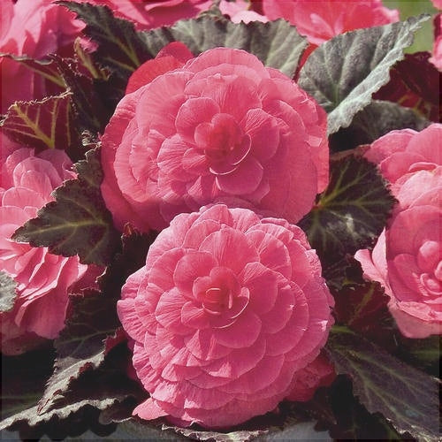 Bulbi de Begonia "NonStop", Roz, 2 Bucăți