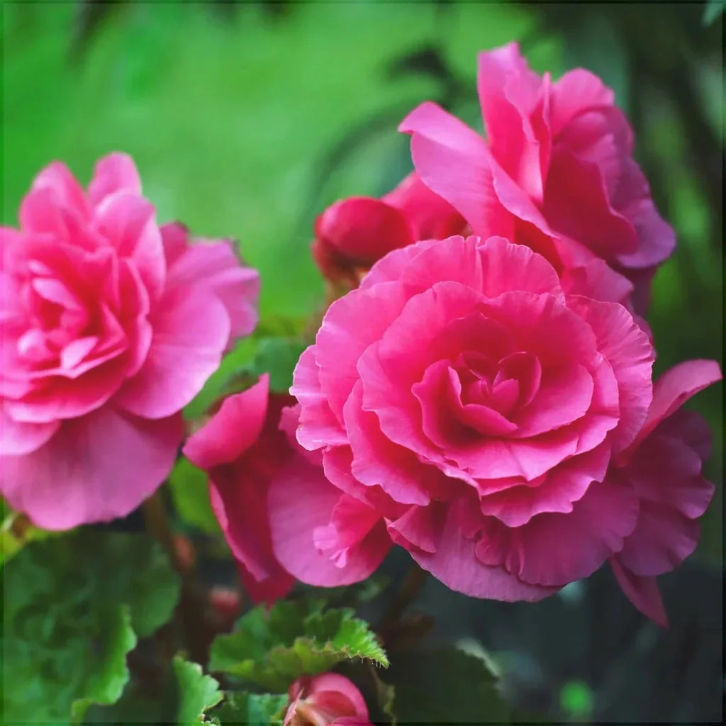 Bulbi de Begonia "NonStop", Roz, 2 Bucăți