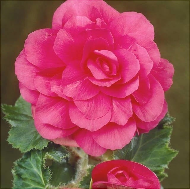 Bulbi de Begonia "NonStop", Roz, 2 Bucăți