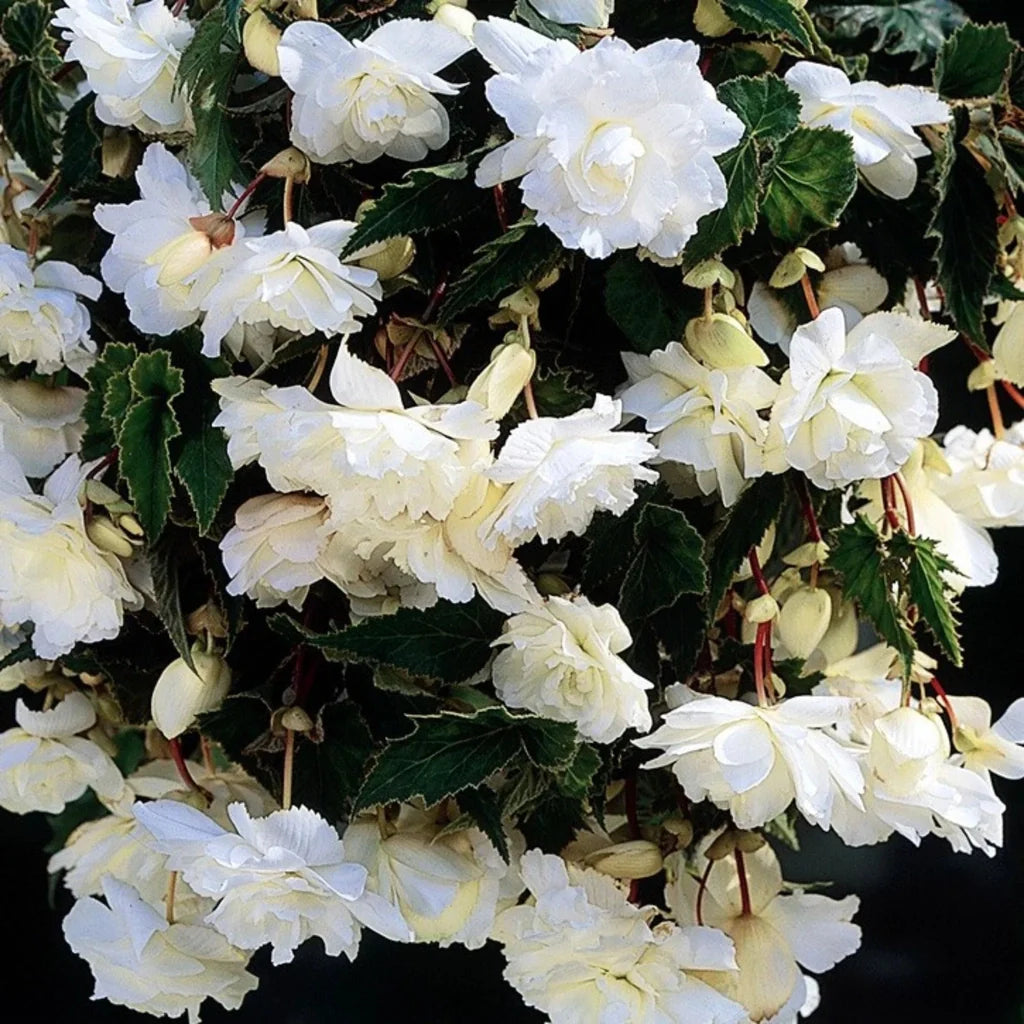 Bulbi de Begonia "Pendula", Alb, 2 Bucăți