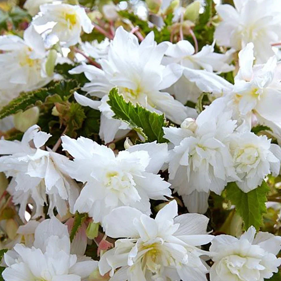 Bulbi de Begonia "Pendula", Alb, 2 Bucăți