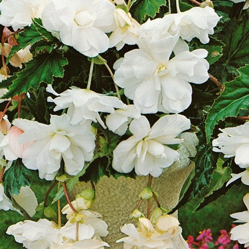 Bulbi de Begonia "Pendula", Alb, 2 Bucăți