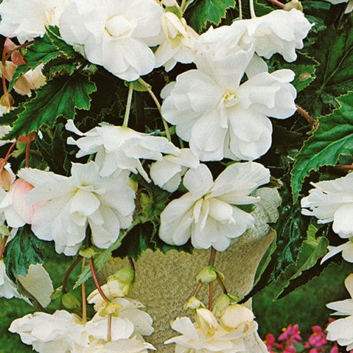 Bulbi de Begonia "Pendula", Alb, 1 Bucata