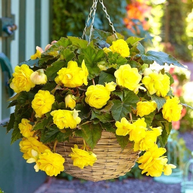 Bulbi de Begonia "Pendula", Galben, 2 Bucăți
