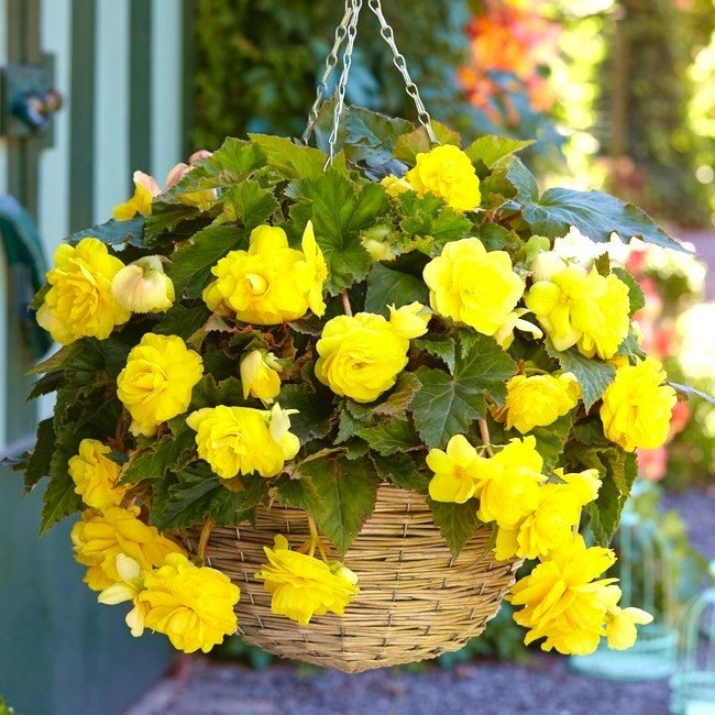 Bulbi de Begonia "Pendula", Galben, 1 Bucata