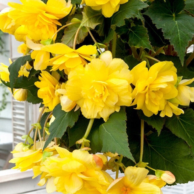 Bulbi de Begonia "Pendula", Galben, 2 Bucăți