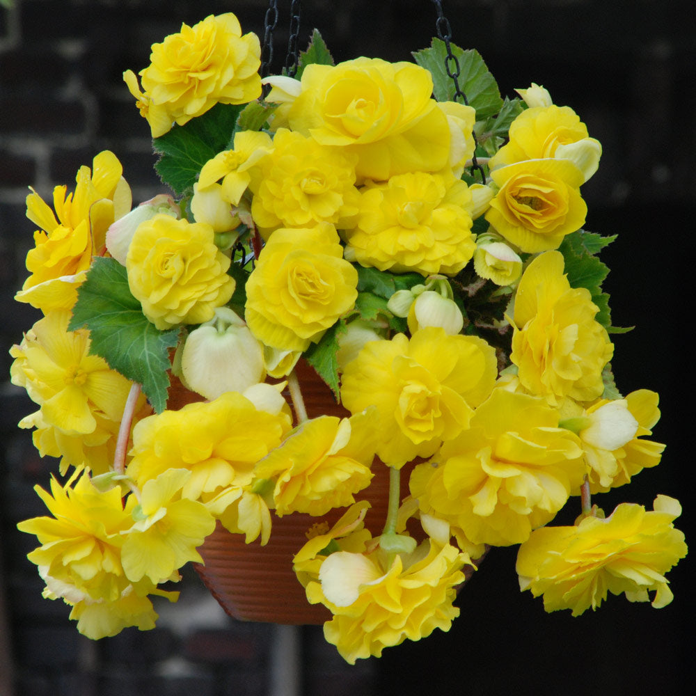 Bulbi de Begonia "Pendula", Galben, 2 Bucăți