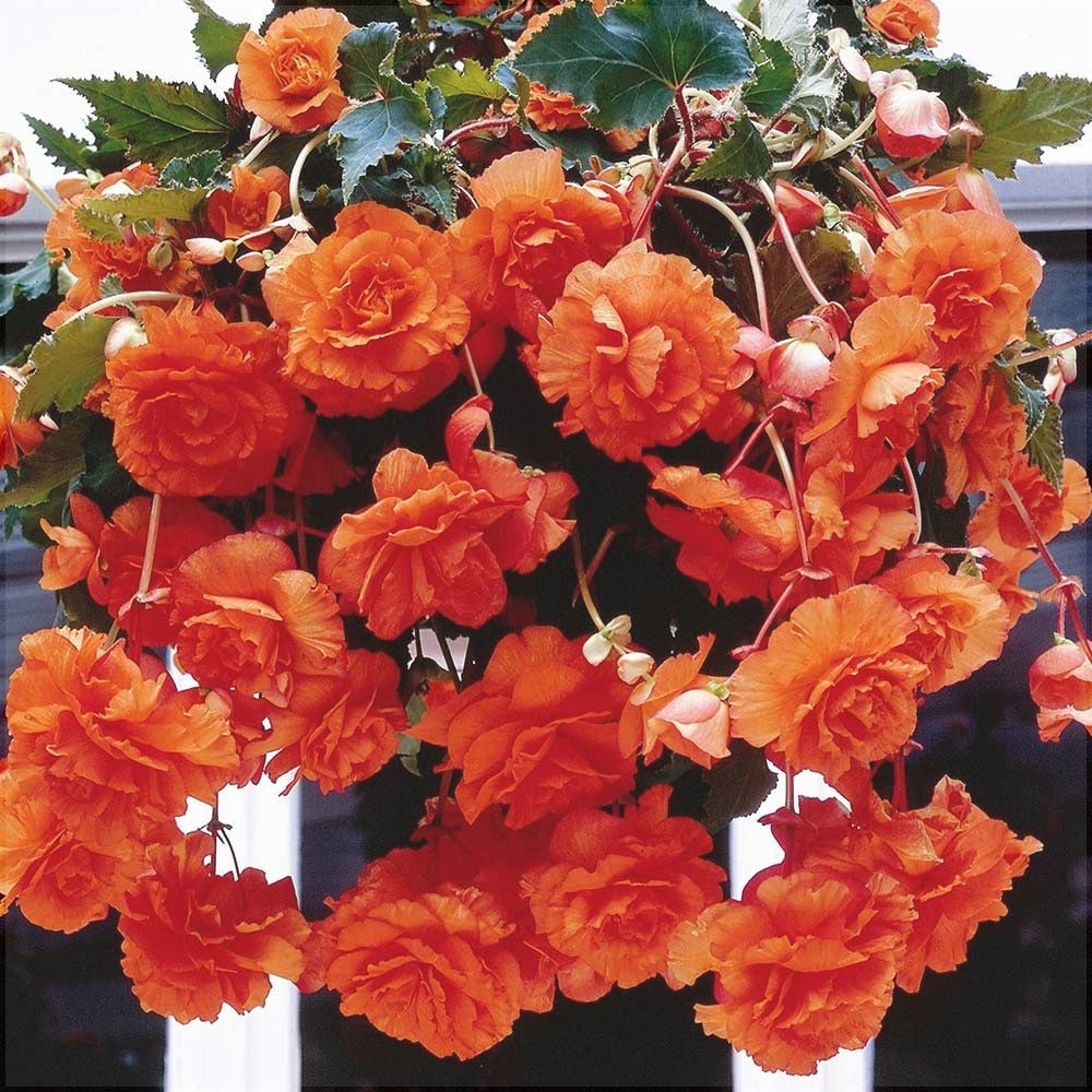 Bulbi de Begonia "Pendula", Portocaliu, 2 Bucăți