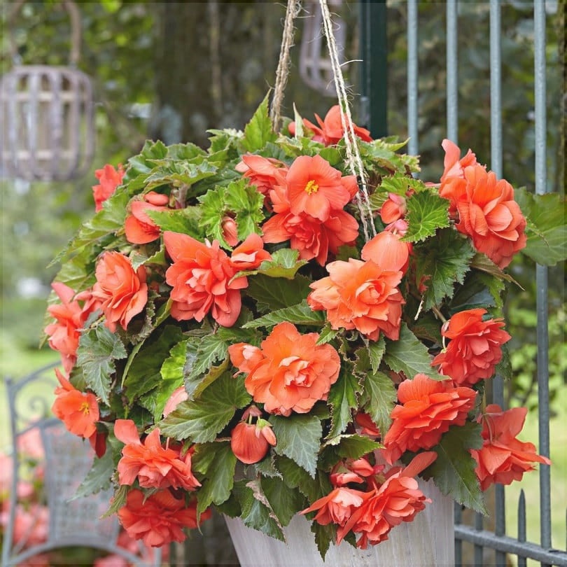Bulbi de Begonia "Pendula", Portocaliu, 2 Bucăți