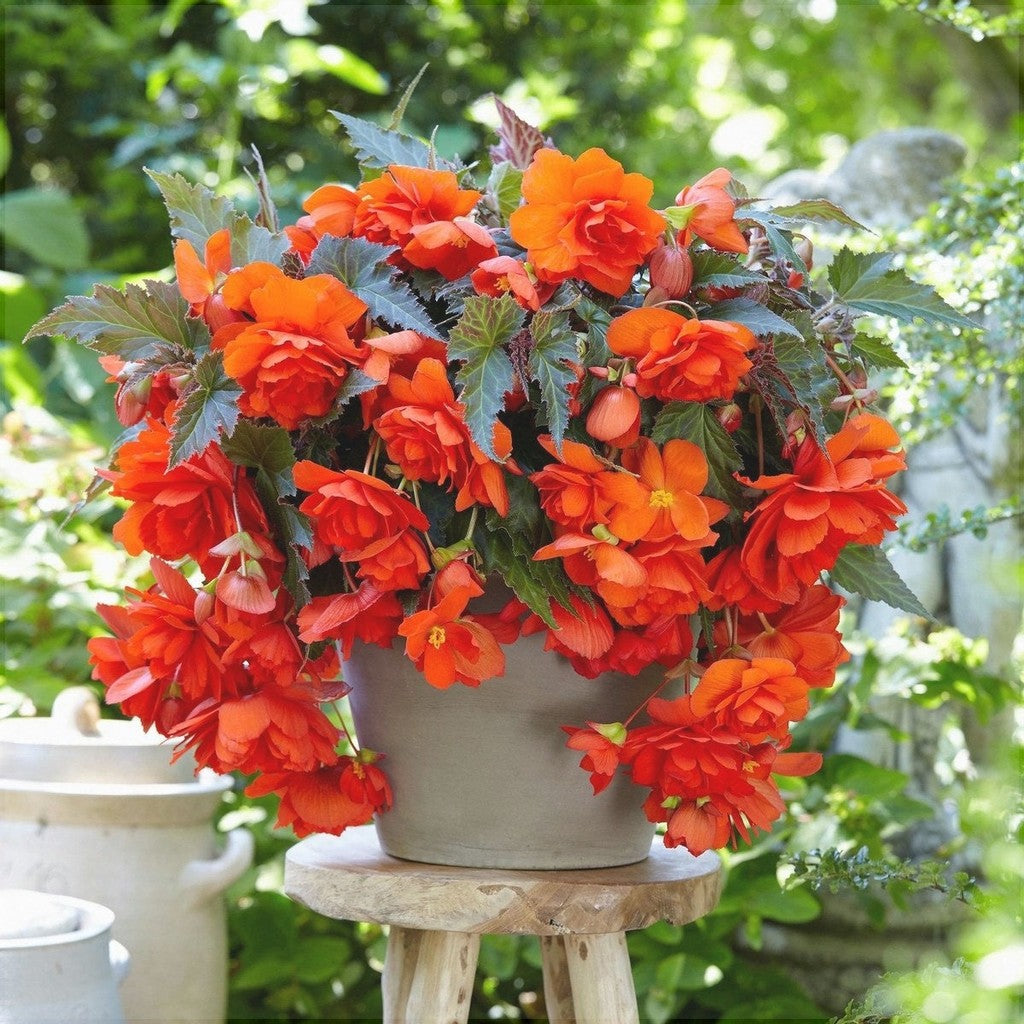 Bulbi de Begonia "Pendula", Portocaliu, 2 Bucăți