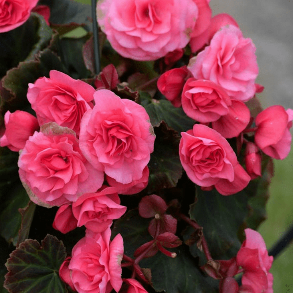 Bulbi de Begonia "Pendula", Roz, 2 Bucăți
